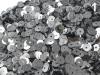 Sequins flat round Ø6mm 50g 