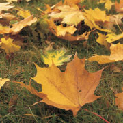 Autumn decoration